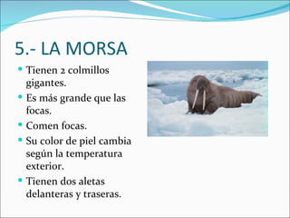 5.- LA MORSA
 Tienen 2 colmillos
    gigantes.
   Es más grande que las
    focas.
   Comen focas.
   Su color de piel cambia
    según la temperatura
    exterior.
   Tienen dos aletas
    delanteras y traseras.
 