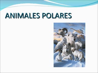 ANIMALES POLARES
 