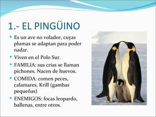 1.- EL PINGÜINO
 Es un ave no volador, cuyas
    plumas se adaptan para poder
    nadar.
   Viven en el Polo Sur.
   FAMILIA: sus crías se llaman
    pichones. Nacen de huevos.
   COMIDA: comen peces,
    calamares, Krill (gambas
    pequeñas)
   ENEMIGOS: focas leopardo,
    ballenas, entre otros.
 