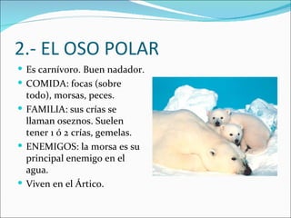 2.- EL OSO POLAR
 Es carnívoro. Buen nadador.
 COMIDA: focas (sobre
  todo), morsas, peces.
 FAMILIA: sus crías se
  llaman oseznos. Suelen
  tener 1 ó 2 crías, gemelas.
 ENEMIGOS: la morsa es su
  principal enemigo en el
  agua.
 Viven en el Ártico.
 