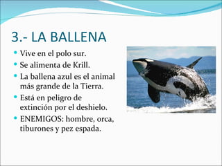 3.- LA BALLENA
 Vive en el polo sur.
 Se alimenta de Krill.
 La ballena azul es el animal
  más grande de la Tierra.
 Está en peligro de
  extinción por el deshielo.
 ENEMIGOS: hombre, orca,
  tiburones y pez espada.
 
