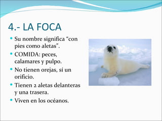 4.- LA FOCA
 Su nombre significa “con
    pies como aletas”.
   COMIDA: peces,
    calamares y pulpo.
   No tienen orejas, sí un
    orificio.
   Tienen 2 aletas delanteras
    y una trasera.
   Viven en los océanos.
 