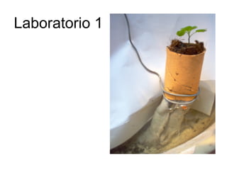 Laboratorio 1  