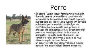 Perro
• El perro (Canis lupus familiaris) o también
llamado can es un mamífero carnívoro de
la familia de los cánidos, que constituye una
subespecie del lobo (Canis lupus). Un estudio
publicado por la revista de divulgación
científica Nature revela que, gracias al
proceso de domesticación, el organismo del
perro se ha adaptado a cierta clase de
alimentos, en este caso el almidón. Su
tamaño o talla, su forma y pelaje es muy
diverso según la raza. Posee
un oído y olfato muy desarrollados, siendo
este último su principal órgano sensorial.
 