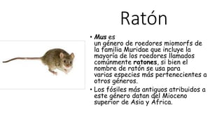 Ratón
• Mus es
un género de roedores miomorfs de
la familia Muridae que incluye la
mayoría de los roedores llamados
comúnmente ratones, si bien el
nombre de ratón se usa para
varias especies más pertenecientes a
otros géneros.
• Los fósiles más antiguos atribuidos a
este género datan del Mioceno
superior de Asia y África.
 