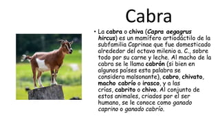 Cabra
• La cabra o chiva (Capra aegagrus
hircus) es un mamífero artiodáctilo de la
subfamilia Caprinae que fue domesticado
alrededor del octavo milenio a. C., sobre
todo por su carne y leche. Al macho de la
cabra se le llama cabrón (si bien en
algunos países esta palabra se
considera malsonante), cabro, chivato,
macho cabrío o irasco, y a las
crías, cabrito o chivo. Al conjunto de
estos animales, criados por el ser
humano, se le conoce como ganado
caprino o ganado cabrío.
 