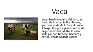 Vaca
Vaca, hembra adulta del toro; se
trata de la especie Bos Taurus,
que desciende de la llamada vaca
salvaje, Bos primigenius. Antes de
llegar al estado adulto, la vaca
pasa por ser ternera, becerra y
novilla. Véase Ganado vacuno.
 