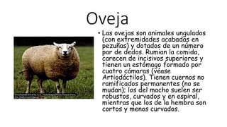 Oveja
• Las ovejas son animales ungulados
(con extremidades acabadas en
pezuñas) y dotados de un número
par de dedos. Rumian la comida,
carecen de incisivos superiores y
tienen un estómago formado por
cuatro cámaras (véase
Artiodáctilos). Tienen cuernos no
ramificados permanentes (no se
mudan); los del macho suelen ser
robustos, curvados y en espiral,
mientras que los de la hembra son
cortos y menos curvados.
 
