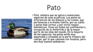 Pato
• Pato, nombre que se aplica a numerosas
especies de aves acuáticas. Los patos se
diferencian de los ánsares y los cisnes, que
pertenecen a la misma familia, por su cuello
y patas más cortos, y por otros rasgos
anatómicos. Viven en todos los continentes a
excepción de la Antártida y de la mayor
parte de las islas del mundo. En la mayoría
de las especies, las patas están muy
separadas y situadas en la parte trasera del
cuerpo, por lo que caminan con torpeza, pero
son muy buenos nadadores.
 