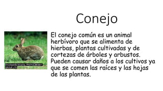 Conejo
El conejo común es un animal
herbívoro que se alimenta de
hierbas, plantas cultivadas y de
cortezas de árboles y arbustos.
Pueden causar daños a los cultivos ya
que se comen las raíces y las hojas
de las plantas.
 