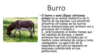Burro
• El burro o asno (Equus africanus
asinus) es un animal doméstico de la
familia de los équidos. Los ancestros
silvestres africanos de los burros
fueron domesticados por primera vez a
principios del V milenio a.
C., prácticamente al mismo tiempo que
los caballos de Eurasia, y desde
entonces han sido utilizados por el
hombre como animales de carga y como
cabalgadura. La aparición de la
maquinaria agrícola ha supuesto un
descenso considerable en sus
poblaciones.
 
