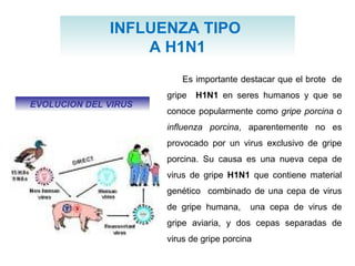 INFLUENZA TIPO  A H1N1 Es importante destacar que el brote  de gripe  H1N1  en seres humanos y que se conoce popularmente como  gripe porcina  o  influenza porcina , aparentemente no es provocado por un virus exclusivo de gripe porcina. Su causa es una nueva cepa de virus de gripe  H1N1  que contiene material genético  combinado de una cepa de virus de gripe humana,  una cepa de virus de gripe aviaria, y dos cepas separadas de virus de gripe porcina  EVOLUCION DEL VIRUS   