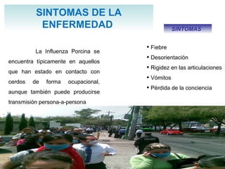 SINTOMAS DE LA ENFERMEDAD  La Influenza Porcina se encuentra típicamente en aquellos que han estado en contacto con cerdos de forma ocupacional, aunque también puede producirse transmisión persona-a-persona  Fiebre Desorientación  Rigidez en las articulaciones  Vómitos  Pérdida de la conciencia  SINTOMAS  