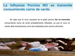 La Influenza Porcina NO se transmite consumiendo carne de cerdo  Se sabe que el virus causante de la gripe porcina  No se transmite  consumiendo carne de cerdo probablemente infectada, ya que el virus no resiste altas temperaturas como las empleadas para cocinar alimentos  