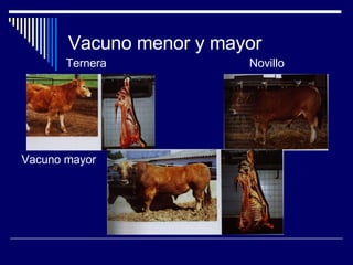 Vacuno menor y mayor Ternera  Novillo Vacuno mayor 