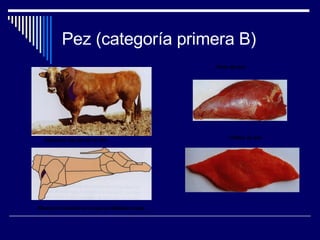Pez (categoría primera B) Situación del pez en la res. Silueta de la canal en la que se destaca el pez. Pieza de pez Filetes de pez 