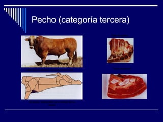 Pecho (categoría tercera) Vista de la situación del pecho en la res. El pecho, destacado en la silueta de la canal. Foto de pecho Trozo de pecho 