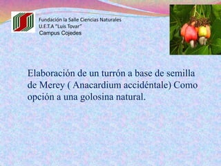Fundación la Salle Ciencias Naturales
U.E.T.A “Luis Tovar”
Campus Cojedes
Elaboración de un turrón a base de semilla
de Merey ( Anacardium accidéntale) Como
opción a una golosina natural.
 