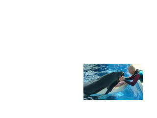 Presentación ensayo