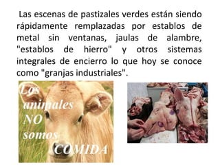 Las escenas de pastizales verdes están siendo
rápidamente remplazadas por establos de
metal sin ventanas, jaulas de alambre,
"establos de hierro" y otros sistemas
integrales de encierro lo que hoy se conoce
como "granjas industriales".
 