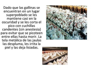 Dado que las gallinas se
   encuentran en un lugar
     superpoblado se les
     mantiene casi en la
 oscuridad y se les corta el
      pico con cuchillas
 candentes (sin anestesia)
para evitar que se picoteen
entre ellas hasta morir. La
 tela metálica de las jaulas
  las despluma, les irrita la
    piel y las deja lisiadas.
 