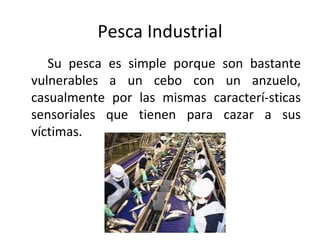 Pesca Industrial
   Su pesca es simple porque son bastante
vulnerables a un cebo con un anzuelo,
casualmente por las mismas caracterí­sticas
sensoriales que tienen para cazar a sus
víctimas.
 