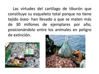 Las virtudes del cartílago de tiburón que
constituye su esqueleto total porque no tiene
tejido óseo­ han llevado a que se maten más
de 30 millones de ejemplares por año,
posicionándolo entre los animales en peligro
de extinción.
 