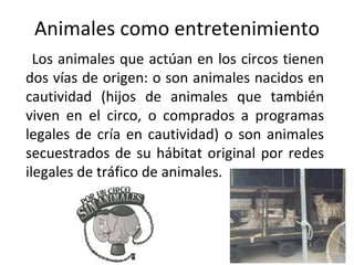 Animales como entretenimiento
  Los animales que actúan en los circos tienen
dos vías de origen: o son animales nacidos en
cautividad (hijos de animales que también
viven en el circo, o comprados a programas
legales de cría en cautividad) o son animales
secuestrados de su hábitat original por redes
ilegales de tráfico de animales.
 