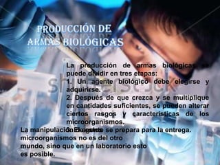 La producción de armas biológicas se
puede dividir en tres etapas:
1. Un agente biológico debe elegirse y
adquirirse.
2. Después de que crezca y se multiplique
en cantidades suficientes, se pueden alterar
ciertos rasgos y características de los
microorganismos.
La manipulación El agente se prepara para la entrega.
3. de estos
microorganismos no es del otro
mundo, sino que en un laboratorio esto
es posible.

 