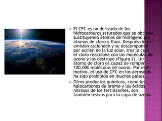  El CFC es un derivado de los
hidrocarburos saturados que se obtiene
sustituyendo átomos de hidrógeno por
átomos de cloro y flúor. Después de su
emisión ascienden y se descomponen
por acción de la luz solar, tras lo cual
el cloro reacciona con las moléculas de
ozono y las destruye (Figura 2). Un
átomo de cloro es capaz de romper
100.000 moléculas de ozono. Por este
motivo, el uso de CFC en los aerosoles
ha sido prohibido en muchos países.
 Otros productos químicos, como los
halocarbonos de bromo y los óxidos
nitrosos de los fertilizantes, son
también lesivos para la capa de ozono.
 
