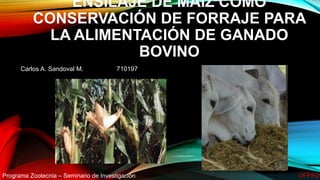 ENSILAJE DE MAÍZ COMO
CONSERVACIÓN DE FORRAJE PARA
LA ALIMENTACIÓN DE GANADO
BOVINO
Carlos A. Sandoval M. 710197
Programa Zootecnia – Seminario de Investigación UFPSO
 