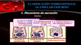 Presentación Epitelio Glandular 2021.pptx