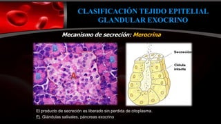 Presentación Epitelio Glandular 2021.pptx