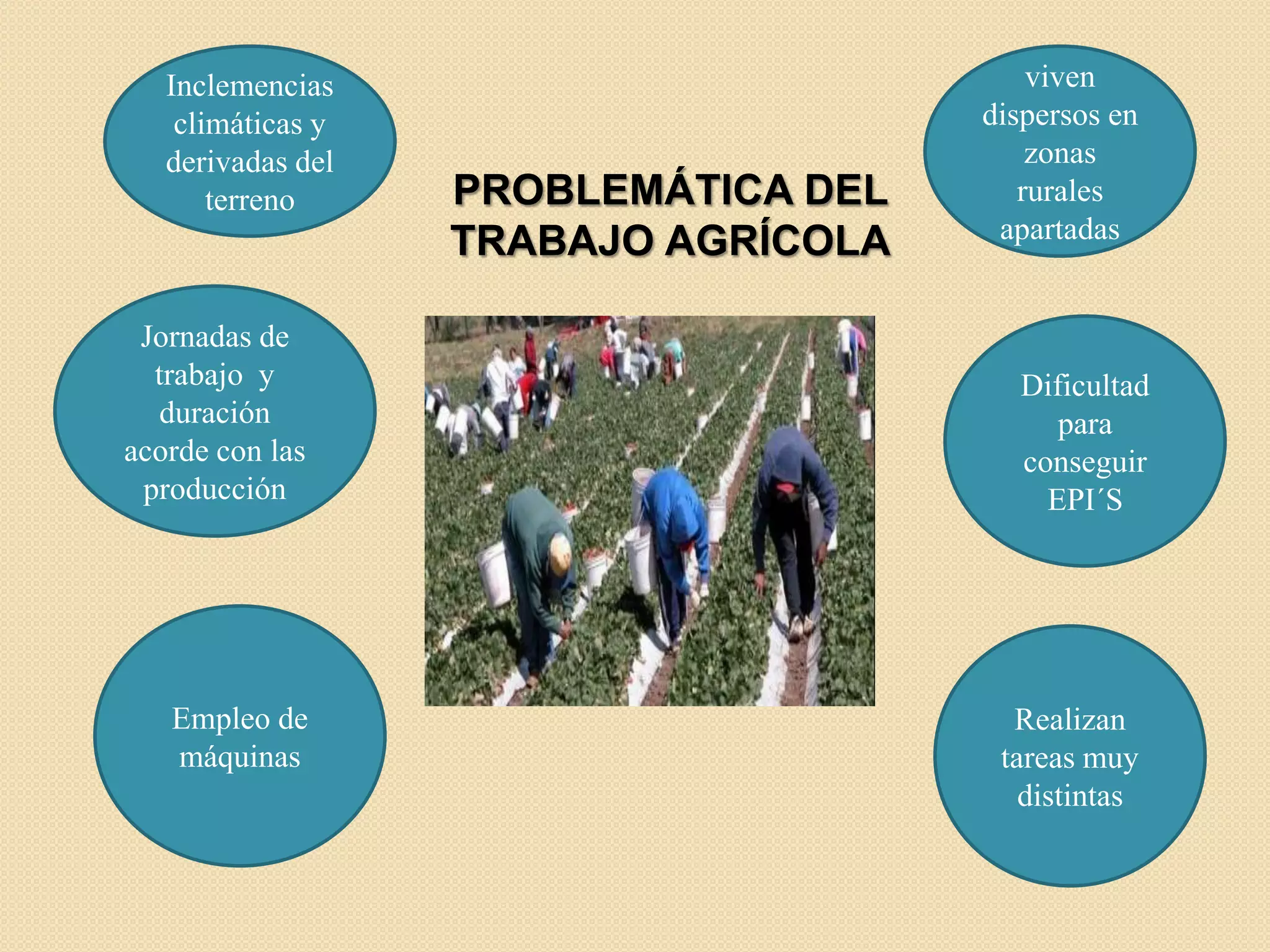 Inclemencias
climáticas y
derivadas del
terreno

Jornadas de
trabajo y
duración
acorde con las
producción

Empleo de
máquinas

PROBLEMÁTICA DEL
TRABAJO AGRÍCOLA

viven
dispersos en
zonas
rurales
apartadas

Dificultad
para
conseguir
EPI´S

Realizan
tareas muy
distintas

 