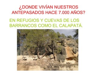 ¿DONDE VIVÍAN NUESTROS
ANTEPASADOS HACE 7.000 AÑOS?
EN REFUGIOS Y CUEVAS DE LOS
BARRANCOS COMO EL CALAPATÁ.
 