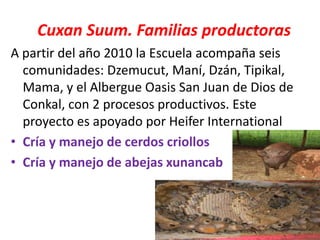 Cuxan Suum. Familias productoras
A partir del año 2010 la Escuela acompaña seis
comunidades: Dzemucut, Maní, Dzán, Tipikal,
Mama, y el Albergue Oasis San Juan de Dios de
Conkal, con 2 procesos productivos. Este
proyecto es apoyado por Heifer International
• Cría y manejo de cerdos criollos
• Cría y manejo de abejas xunancab
 