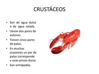 CRUSTÁCEOS

• Son de agua dulce
  o de agua salada.
• Llevan dos pares de
  antenas.
• Tienen cinco pares
  de patas.
• En muchas
  ocasiones un par de
  patas corresponde
  a unas pinzas duras.
• Son artrópodos.
 