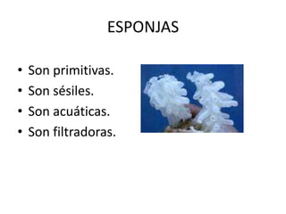 ESPONJAS

•   Son primitivas.
•   Son sésiles.
•   Son acuáticas.
•   Son filtradoras.
 