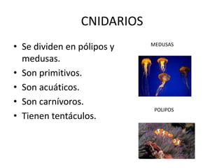 CNIDARIOS
• Se dividen en pólipos y   MEDUSAS

  medusas.
• Son primitivos.
• Son acuáticos.
• Son carnívoros.
                             POLIPOS
• Tienen tentáculos.
 