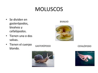 MOLUSCOS
• Se dividen en
                                   BIVALVO
  gasterópodos,
  bivalvos y
  cefalópodos.
• Tienen una o dos
  valvas.
• Tienen el cuerpo   GASTERÓPODO             CEFALÓPODO
  blando.
 