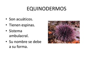 EQUINODERMOS
• Son acuáticos.
• Tienen espinas.
• Sistema
  ambulacral.
• Su nombre se debe
  a su forma.
 