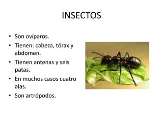 INSECTOS
• Son ovíparos.
• Tienen: cabeza, tórax y
  abdomen.
• Tienen antenas y seis
  patas.
• En muchos casos cuatro
  alas.
• Son artrópodos.
 
