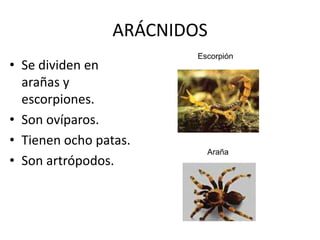 ARÁCNIDOS
                         Escorpión
• Se dividen en
  arañas y
  escorpiones.
• Son ovíparos.
• Tienen ocho patas.
                           Araña
• Son artrópodos.
 