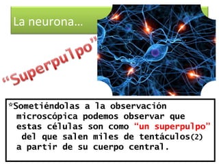 La neurona…




*Sometiéndolas a la observación
  microscópica podemos observar que
  estas células son como “un superpulpo”
   del que salen miles de tentáculos(2)
  a partir de su cuerpo central.
 