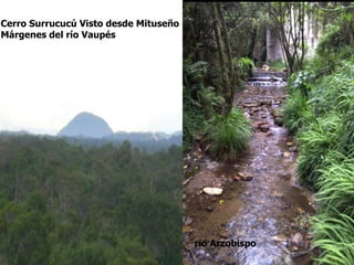Cerro Surrucucú Visto desde Mituseño
Márgenes del río Vaupés




                                       rio Arzobispo
 