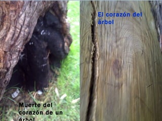 El corazón del
                árbol




Muerte del
corazón de un
 