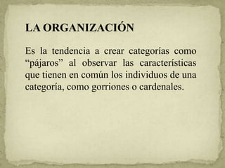 LA ORGANIZACIÓN
Es la tendencia a crear categorías como
“pájaros” al observar las características
que tienen en común los individuos de una
categoría, como gorriones o cardenales.
 