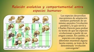 Relación evolutiva y comportamental entre
especies humanas.
Las especies desarrollan
mecanismos de adaptación
similares partiendo de un
mismo ancestro ("evolución
paralela"), lo que sirvió a
Charles Darwin para probar
su teoría de que las especies
evolucionan a partir de un
origen común. En cambio, si
especies con orígenes
diferentes muestran alguna
faceta común, se trata de la
denominada "evolución
convergente".
 