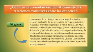 ¿Cómo se representan esquemáticamente las
relaciones evolutivas entre las especies?.
Filogenia
es una rama de la biología que se encarga de estudiar el
origen y evolución de los seres vivos. Sirve para establecer
relaciones entre los organismos a partir de su ADN, ARN,
anatomía, embriología, morfología y otros datos biológicos
de interés. ¿Qué relación existe entre especies similares y la
evolución? Asimismo, las especies desarrollan mecanismos
de adaptación similares partiendo de un mismo ancestro
("evolución paralela"), lo que sirvió a Charles Darwin para
probar su teoría de que las especies evolucionan a partir de
un origen común
 
