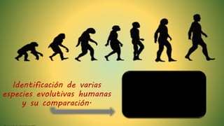 Identificación de varias
especies evolutivas humanas
y su comparación.
 